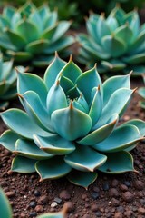 Fototapeta premium A mature blue agave plant with multiple rosettes on the ground, leaves, succulent, blue agave
