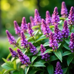 Obraz premium Blooming purple flowers on a shrub-like plant,, Autumn Sage, Purple blooms