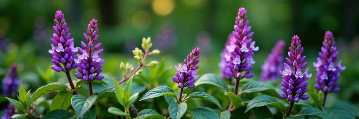 Obraz premium Clusters of purple flowers on a woody base amidst leaves and branches, woodland sage, salvia nemorosa