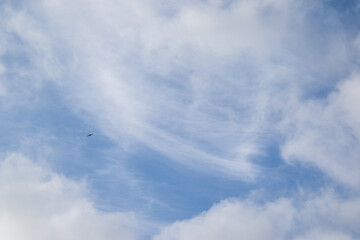 A single swift glides through a blue sky with flimsy white clouds