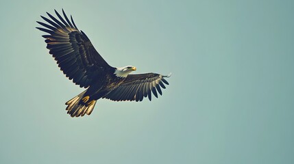 Obraz premium Majestic Bald Eagle Soaring Through A Pale Sky