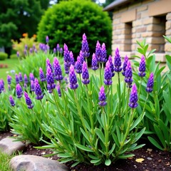 Purple lavender flowers in a garden bed with stone walls and greenery, lavender purple flowers garden wall stone plants, herb gardens