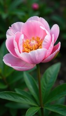 Fototapeta premium A single peony flower in full bloom with soft pink petals and delicate golden center, spring blooms, flowers in garden