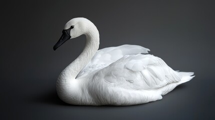 Elegant White Swan Resting Gracefully on Dark Background Showcasing Its Majestic Feathers and Serene Beauty