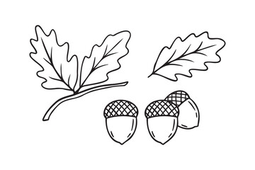 Hand drawn doodle oak leaves acorns icon. leaf, acorn of an oak tree. Outline drawing an acorn.  © Yanka
