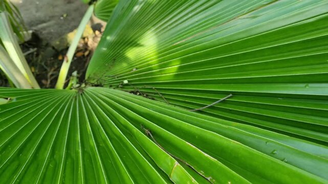 Fresh green leaves of Licuala grandis or the Ruffled Fan Palm in green tropical garden in the morning