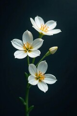 Softly glowing white flowers on a dark background, white flowers, delicate, natural