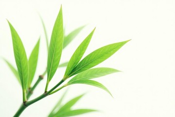 Obraz premium Delicate bamboo leaf isolate on white background, foliage, isolated, nature