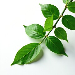 Obraz premium Jungle branch isolated on white surface with texture, texture, jungle branch