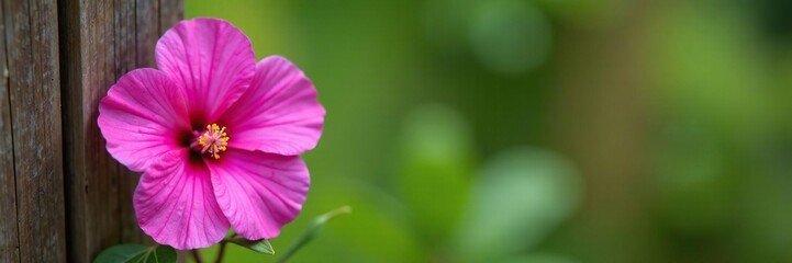 Single Althaea rosea bloom on a rustic wooden fence, closeup, details