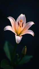 Fototapeta premium Delicate flower light lily against dark backdrop with shallow depth of field, texture, contrast