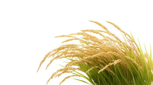 A field of tall, dry grass with a white background on transparent background