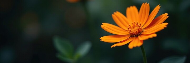 Obraz premium Orange flower against a dark background with bokeh, orange, bokeh