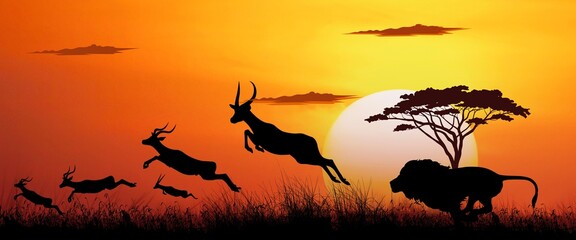 African wildlife male  lion chasing a group of gazelle © D