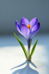 Individual blue crocus flower on a white surface with some light shining through the petals, small, bloom, shine