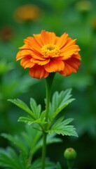 Single orange marigold blossom on a stem amidst green foliage, plant, gardening, leafy greens