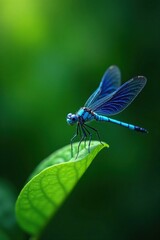 Blue dragonfly flying above a small green leaf, winged animal, insect