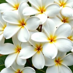 Fototapeta premium Delicate white plumeria flowers isolated on a white background, plumeria, garden, floral