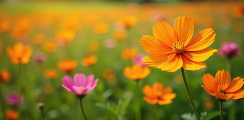 Orange cosmos flowers in a field with other wildflowers, bouquet, cosmos