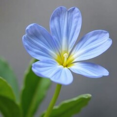 Pastel blue primrose with a slender stem and yellow undertones, flowers, spring