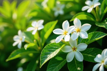 Vibrant jasmine flowers bloom in abundance on a lush green bush with sunny leaves, nature, sunny day, summer season