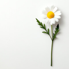 A beautiful white daisy with a vibrant yellow center on a clean background.