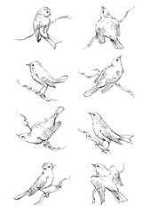 set of hand drawn birds