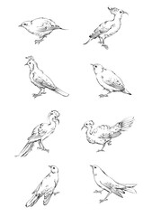 set of hand drawn birds