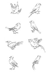 set of hand drawn birds