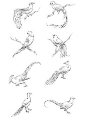 hand drawn sketch of bird