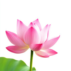 A serene pink lotus flower blooming gracefully on a tranquil water surface.