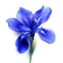 A vibrant blue flower with delicate petals showcasing natural beauty and elegance.