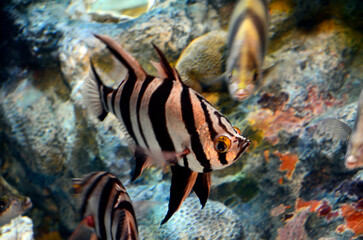 オールドワイフ