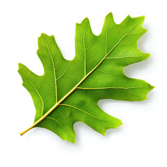 Fototapeta premium A vibrant green oak leaf showcasing intricate detail and natural beauty.