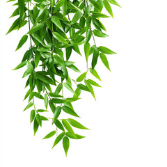 Fototapeta premium A vibrant green plant with long, cascading leaves on a white background.