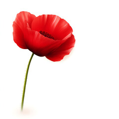 A vibrant red poppy flower standing tall against a clean white background.