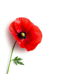 A vibrant red poppy flower stands elegantly against a white background.