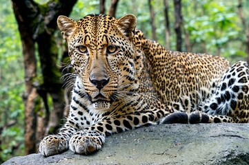 Fototapeta premium A leopard is laying on a rock in a forest