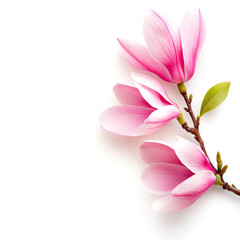 Beautiful pink magnolia flowers on a sleek white background, showcasing delicate petals.