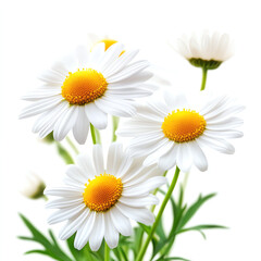 Fototapeta premium Beautiful white daisies with vibrant yellow centers showcasing nature's elegance.