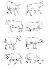 Hand drawn Cow Standing Sketch Illustration
