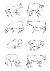 Hand drawn Cow Standing Sketch Illustration
