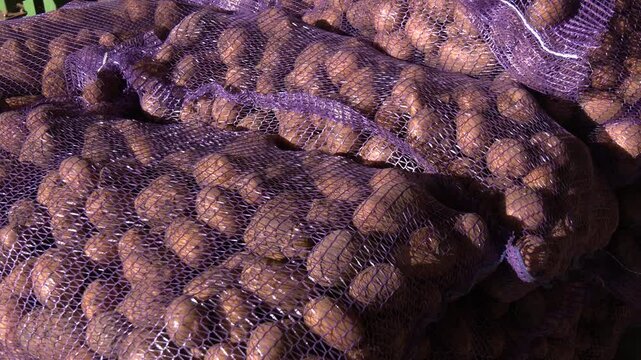 Blue mesh bags with potatoes are stacked on top of each other. Close-up of potato tubers lying in a blue mesh bag. Raw young potatoes in a blue mesh bag close-up as a background. 

