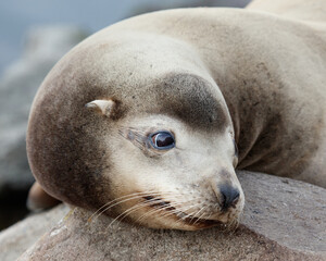 Fototapeta premium Sea Lion Resting on Rocks in Morro Bay