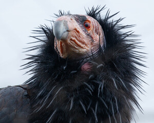 California Condor Close-up Image