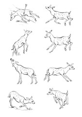 Vintage engrave isolated deer set illustration ink sketch. Wild doe stag background reindeer vector art

