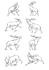 Vintage engrave isolated deer set illustration ink sketch. Wild doe stag background reindeer vector art
