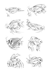 set of hand drawn fish