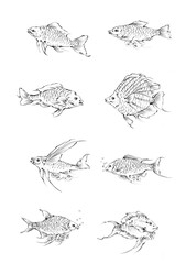 Obraz premium hand drawn fish