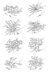Black silhouettes of grass, flowers and herbs isolated on white background. Hand drawn sketch flowers and insects.